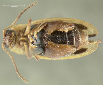 Media type: image;   Entomology 5025 Aspect: habitus ventral view
